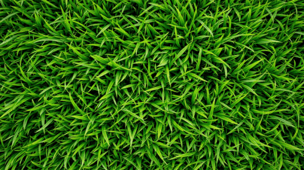 Identifikasi Tanaman Pakan: Rumput