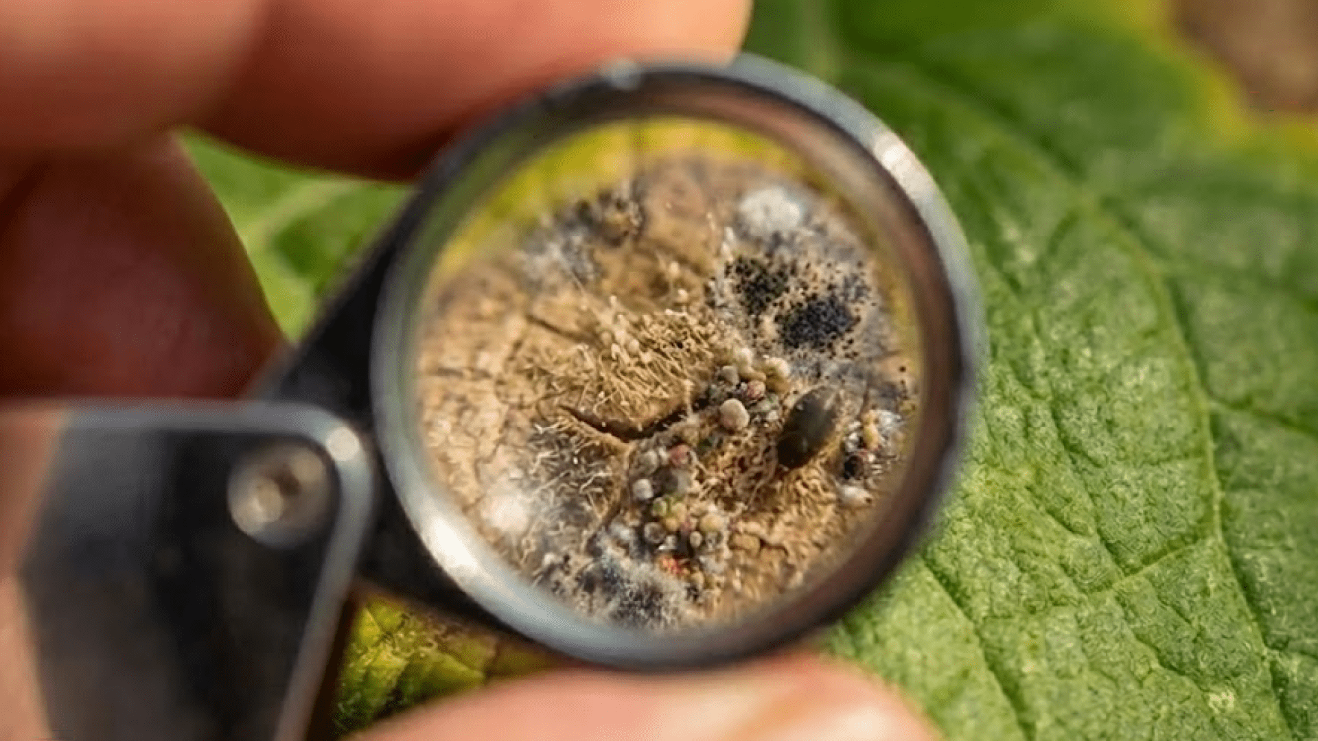 Identifikasi Organisme Penganggu Tanaman Bagian Penyakit
