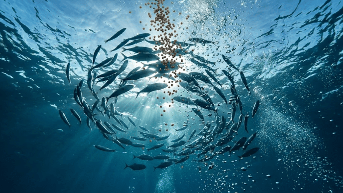 Jelajahi Industri Pakan Ikan